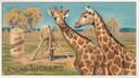 Giraffe in un'immagine in mostra al Museo della Figurina