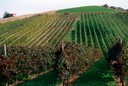 vigneti collina maranello.jpg