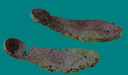 8_suole romane.jpg