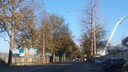 Platani malati in viale Montecuccoli
