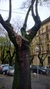 Un'immagine dell'albero malato in largo Garibaldi