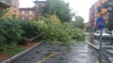 albero caduto 300714.jpg