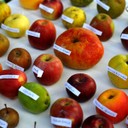 biodiversità mele a villa sorra.jpg