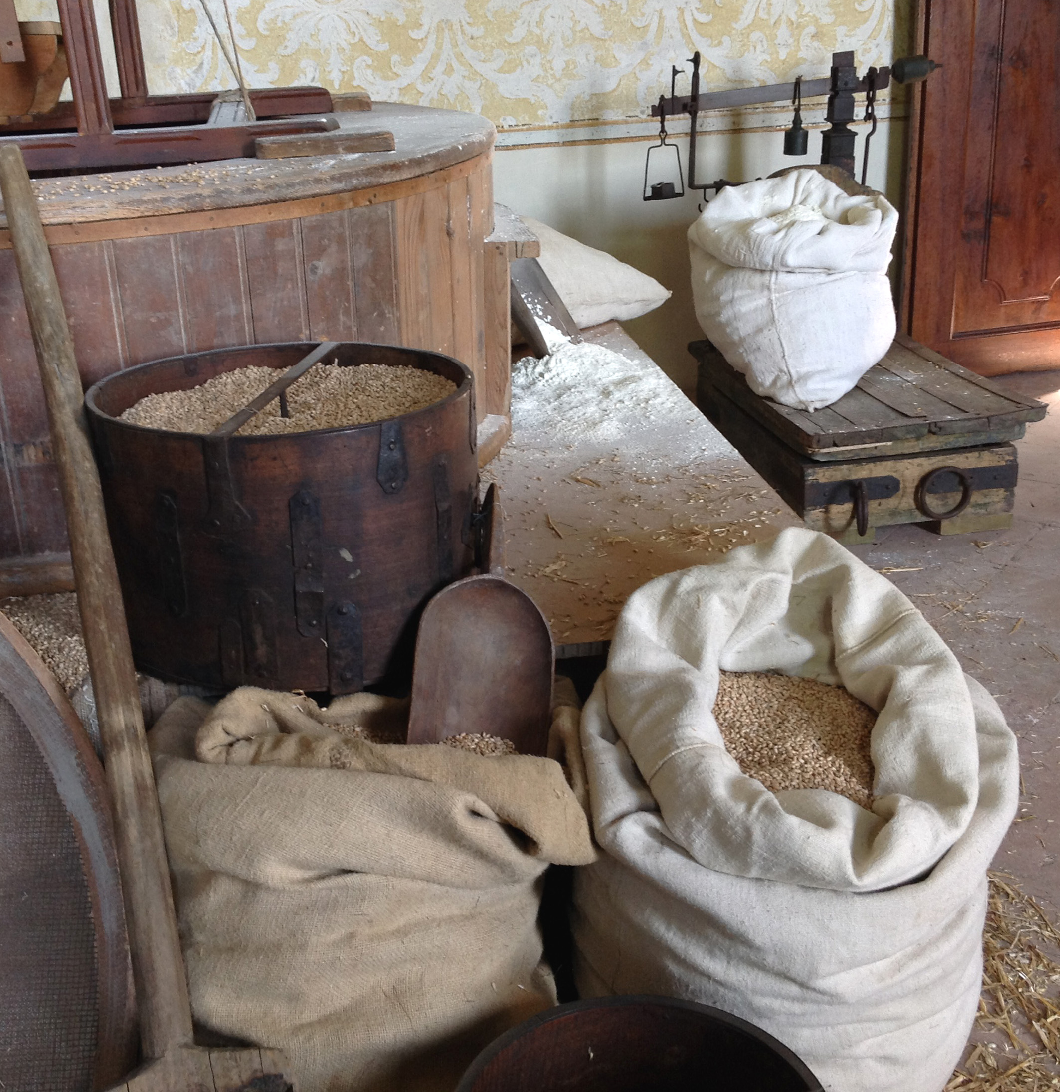 grano a Villa Sorra.JPG