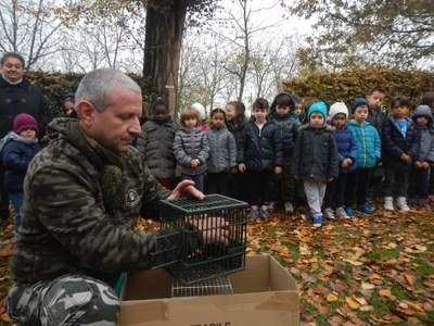 Liberazione pettirossi -1