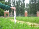 cresce il grano a Villa Sorra foto del 290415.jpg