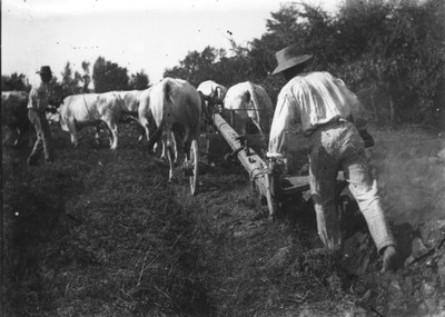 foto antica aratura archivio panini.jpg