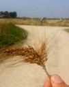 Il Grano di Villa Sorra 2015.jpg