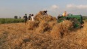 pane di villa sorra. percorso partecipato nei campi 2.jpg