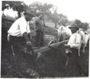 Fotografia P. Orlandini e Figli, Aratura, fine Otto-inizio Novecento, collezione Franco Guerzoni.jpg