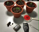 Panetto di hashish e piantine di marijuana sequestrate da Pm