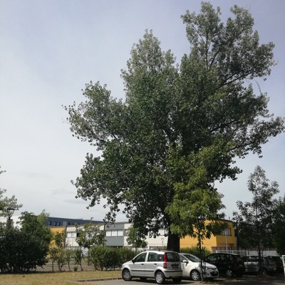 Uno dei pioppi sui quali sarà effettuato l'intervento