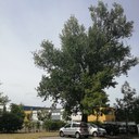 Uno dei pioppi sui quali sarà effettuato l'intervento