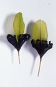 Yanomami orecchini in fibra vegetale, penna verde di pappagallo e piume nere di mutum.jpg