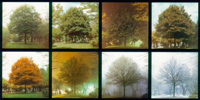 Alberi, fotografie di Cesare Leonardi.png