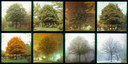 Alberi, fotografie di Cesare Leonardi.png