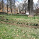 Giardini ducali, la nuova aiuola intorno alla quercia tutelata