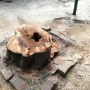 via Andreoli, la ceppaia del bagolaro abbattuto perché a rischio di schianto 