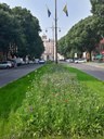 Viale Vittorio Emanuele, la nuova aiuola