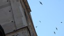 rondoni in volo attorno alla torre Ghirlandina