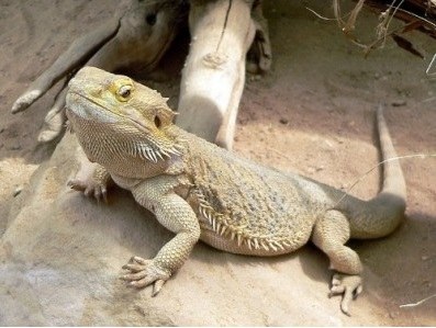 Drago barbuto