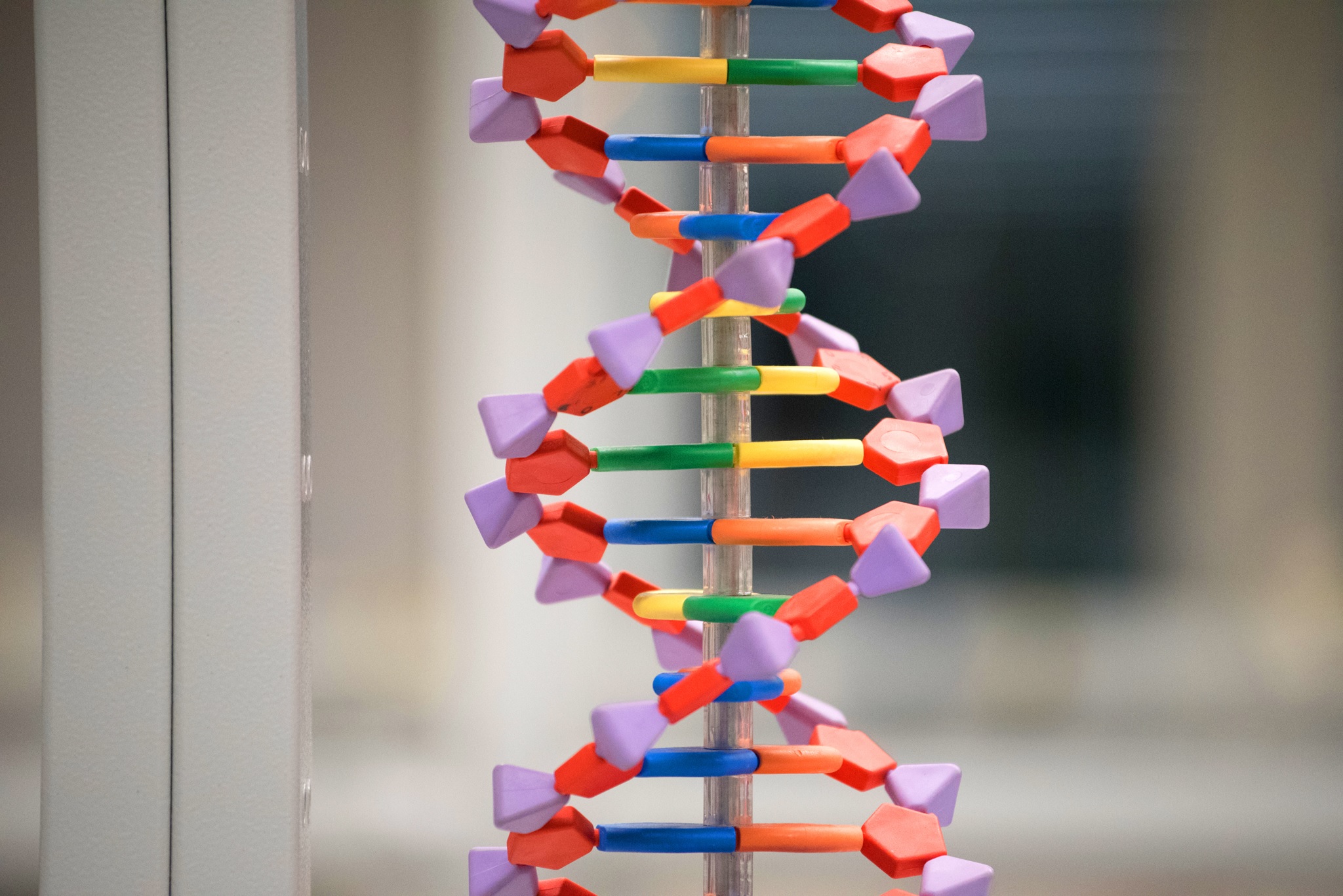 modello dna Fondazione Golinelli.jpg