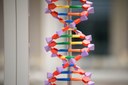 modello dna G-Lab Fondazione Golinelli.jpg