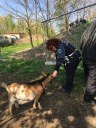 Operatrice della Polizia municipale nell'area dove sono state raccolte le capre