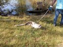 Parco Ferrari, il pesce siluro di due metri recuperato dal laghetto