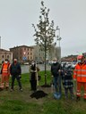 Una nuova quercia a Porta nord, simbolo della rigenerazione dell'area