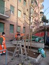 via De' Fogliani, la messa a dimora dei nuovi alberi