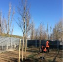 "M'illumino di meno", la piantumazione degli alberi al Canile intercomunale