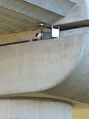 Gattino sul pilone, un momento del salvataggio