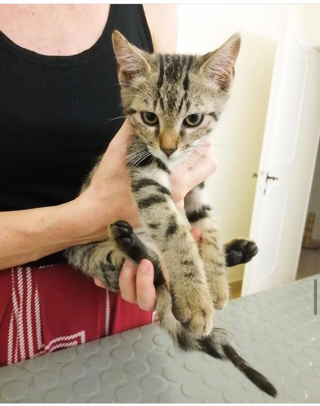 Un gatto ospite del gattile intercomunale di Modena