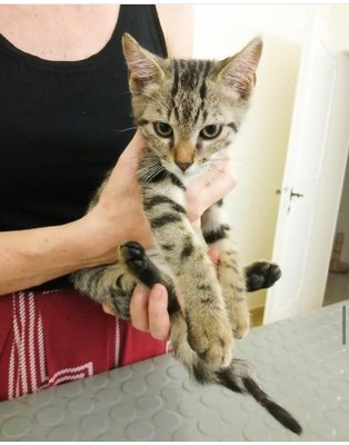 Un gatto ospite del gattile intercomunale di Modena