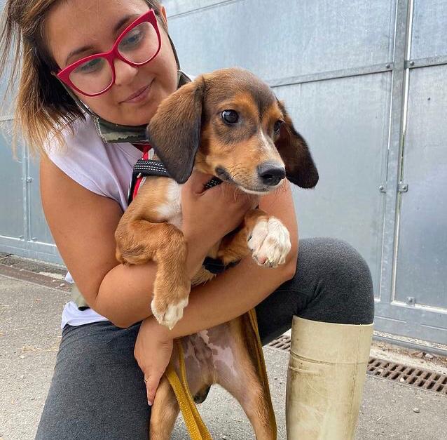 Volontari e operatori con i cani ospiti del canile intercomunale di Modena