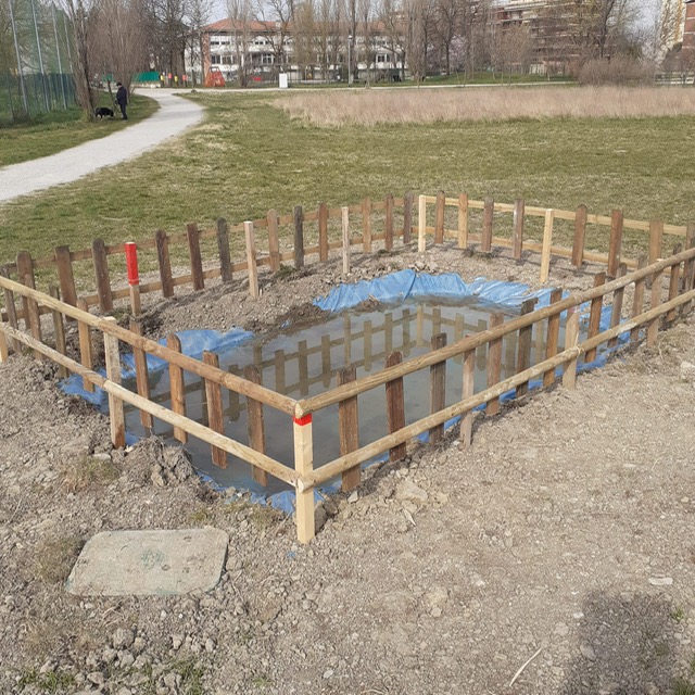 Rospo smeraldino, la pozza al parco della Resistenza