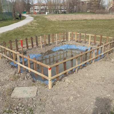 Rospo smeraldino, la pozza al parco della Resistenza