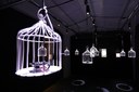 Illusion, "Significant birds" di Nye Parry