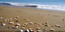 Un'immagine tratta dal video della poesia "Canto di conchiglia" 