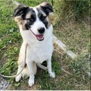 Uno degli ospiti del canile intercomunale di Modena