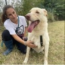 Uno degli ospiti del canile intercomunale di Modena